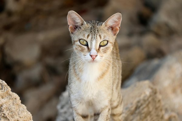 How to apply ubuntu security patches ?