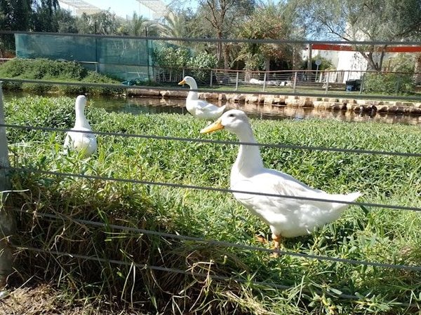 What Are the Key Considerations When Building an Outdoor Aviary for Canaries?